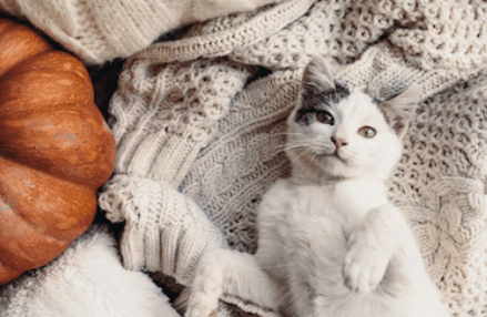 如果你的猫的第三个眼睑可见 它可能是贫血 看点快报