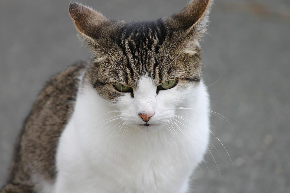 及时的诊断和治疗有助于保护猫的视力并缓解其不适 看点快报