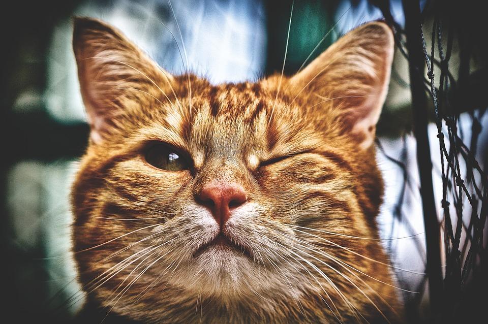 及时的诊断和治疗有助于保护猫的视力并缓解其不适 看点快报