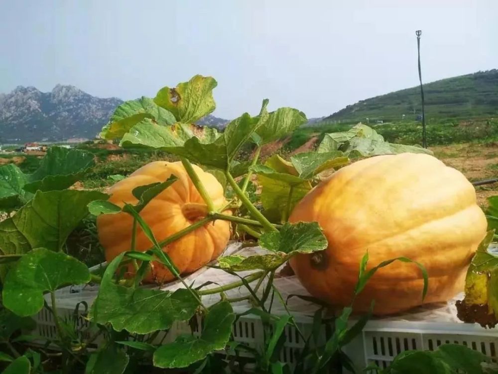 151种辣椒,125种番茄,71种瓜类……五莲这里瓜果飘香