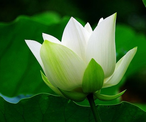 情感测试:哪朵白莲花能给你好运,测你这辈子最幸运的是什么?