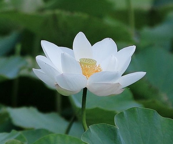 情感测试:哪朵白莲花能给你好运,测你这辈子最幸运的是什么?