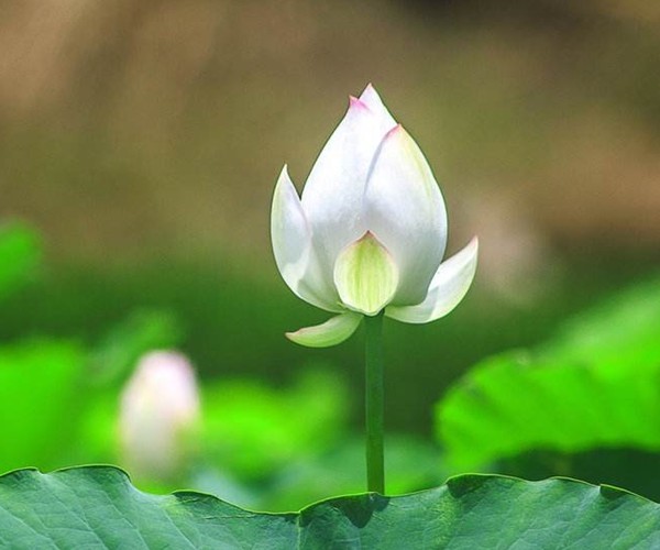 情感测试:哪朵白莲花能给你好运,测你这辈子最幸运的是什么?