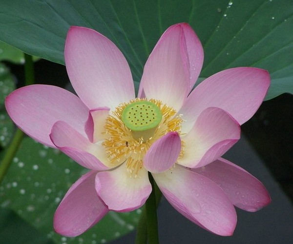 情感测试:哪朵白莲花能给你好运,测你这辈子最幸运的是什么?