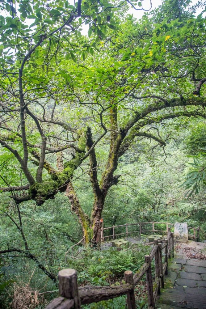 寻路"海棠烟雨",我误闯重庆"奇幻森林"!