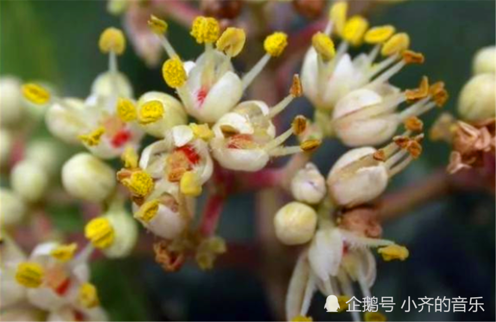 农村人常叫的"鬼见愁"是一种什么植物?都分布于哪里?什么用途