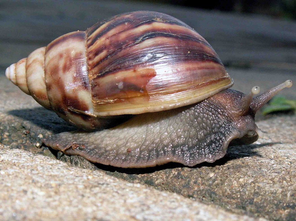 对于入侵物种非洲大蜗牛,人类可以吃光它们?别为了食欲铤而走险