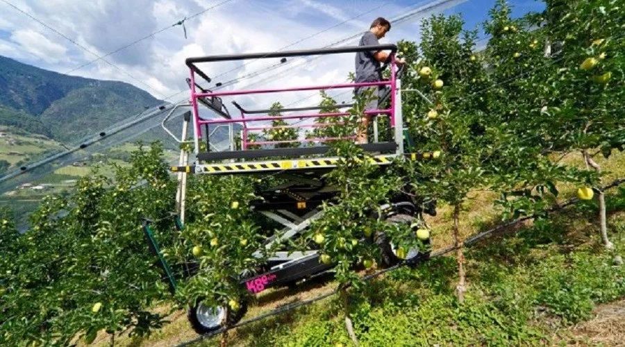 中外水平差距较大,我国果园机械如何助力果树省力化栽培?