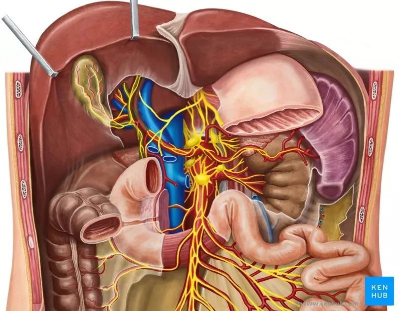 肝脏位置与体表投影