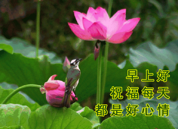 微信朋友圈最美早上好问候语表情动态图片