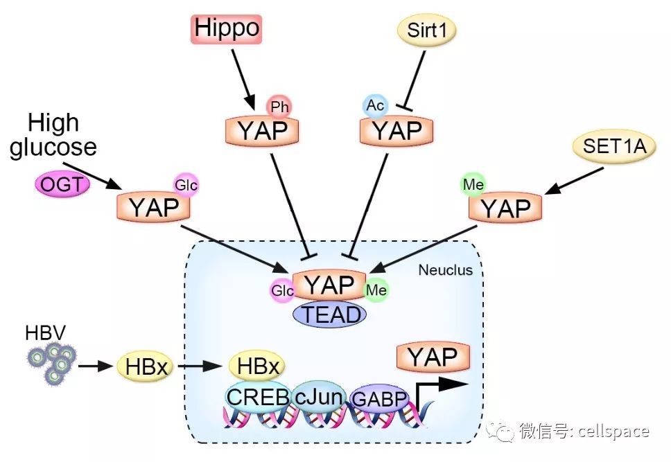 周大旺课题组受邀综述hippo信号通路下游效应转录共激活因子yap/taz在