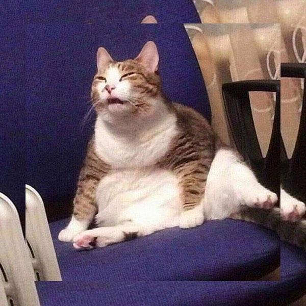 猫咪,表情包,姿势