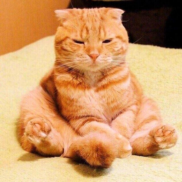 辟谣,橘猫不一定是黄狸猫?部分橘猫长不胖的原因大揭秘