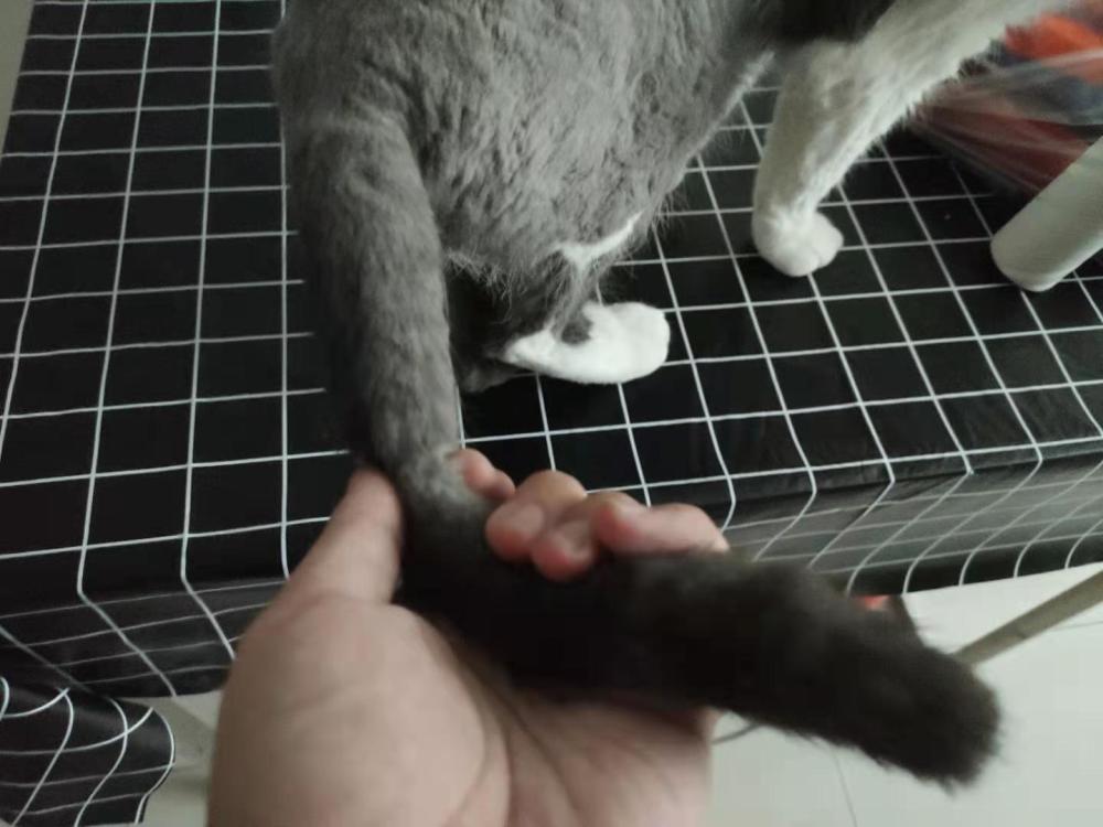 铲屎官冒险尝试,千万不要轻易抓猫尾巴,猫咪的痛苦你难以想象