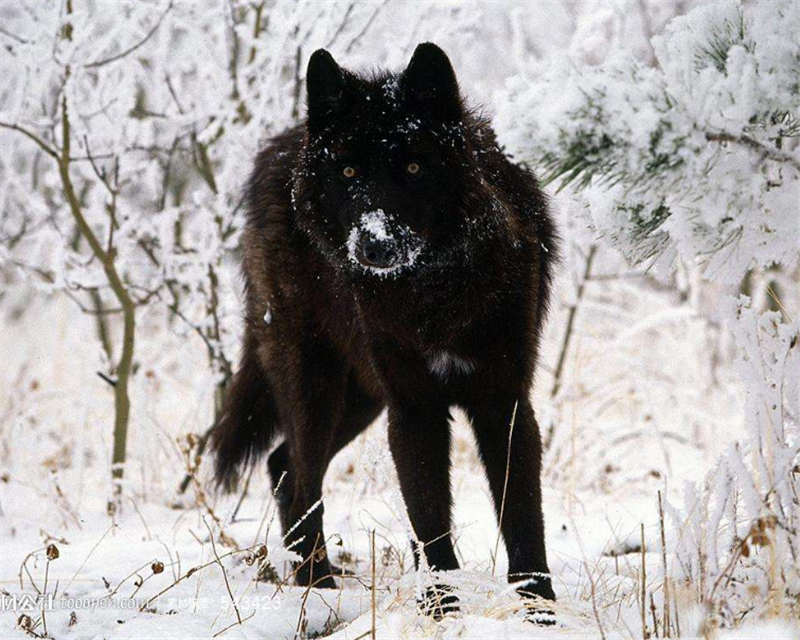 黑狼.狼通常是灰色,灰白色或浅棕色的,黑狼并不常见.