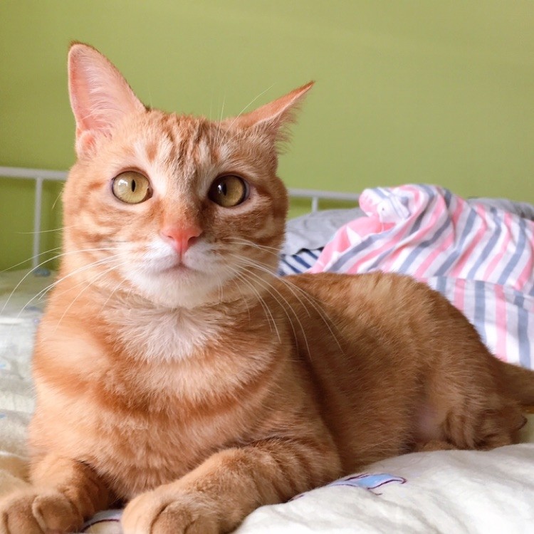 1岁的猫还是很胆小 可能是它一直处在恐惧状态中 看点快报
