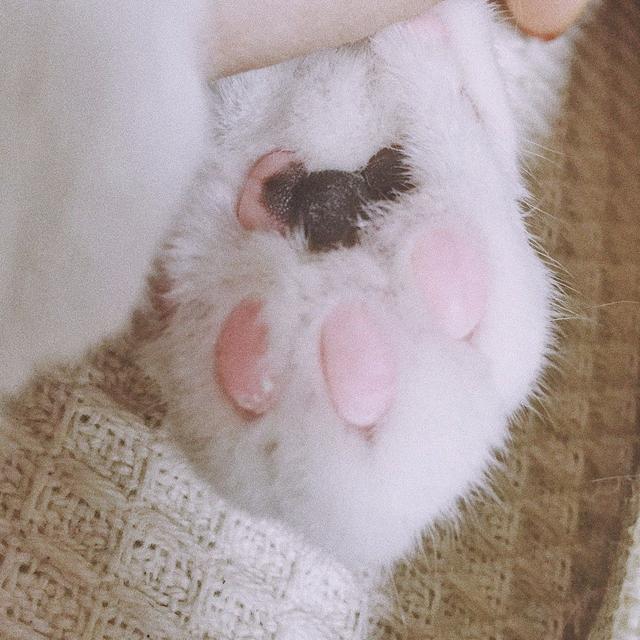 猫,猫爪,肉垫,粉嫩