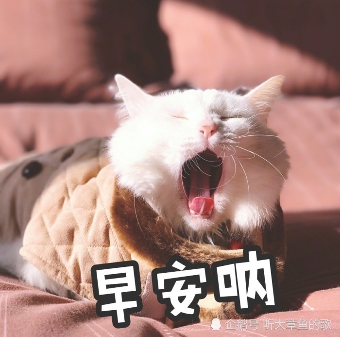 猫咪表情包 今天又是赖床的一天 不想起 看点快报