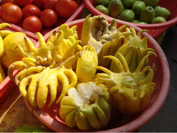 佛手是云南西双版纳常见的水果,可当凉果食用