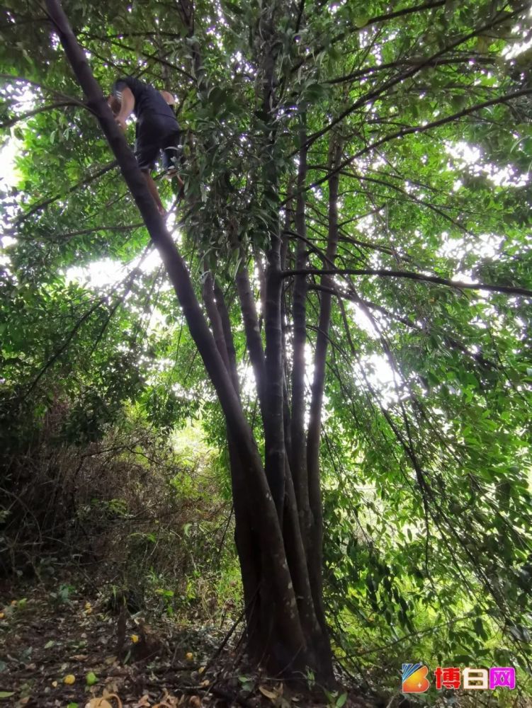 8月中旬 博白的网友就上山摘了一些 并拍了一段野山竹树的视频 当地人