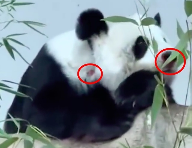 清迈总领馆确认 22岁旅泰大熊猫林惠死亡 突然接到通知,非常心痛,动物园将开新闻发布会说明