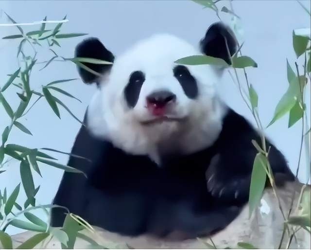 清迈总领馆确认 22岁旅泰大熊猫林惠死亡 突然接到通知,非常心痛,动物园将开新闻发布会说明