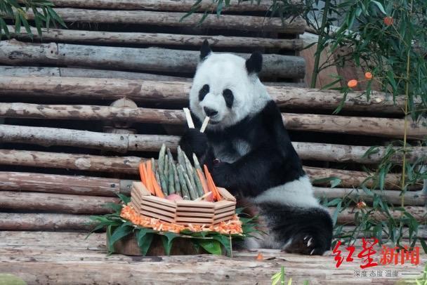 21岁旅泰大熊猫林惠今晨不幸去世,曾被发现鼻部出血,动物园今日召开发布会
