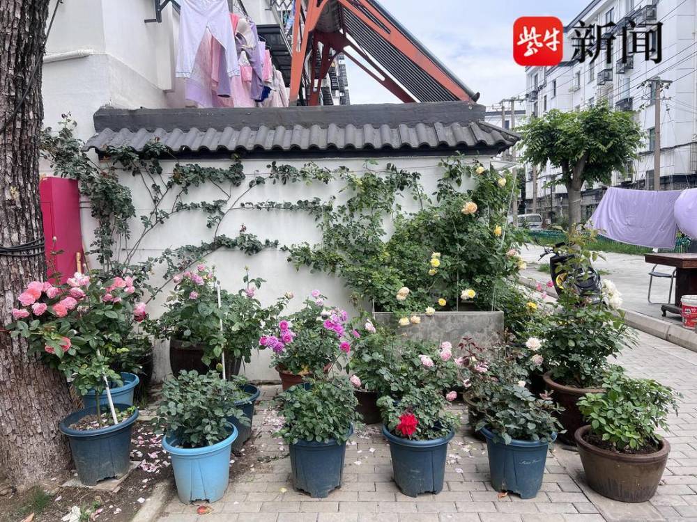 花园中的艺术，种花与短剧视频的完美结合，花园艺术，种花与短剧视频的融合之美