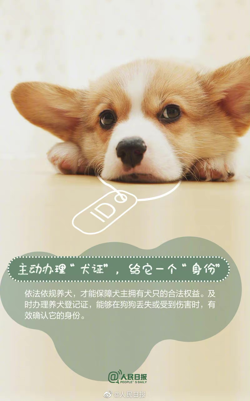 梦境解析，拴狗绳松开与潜在危机的警示