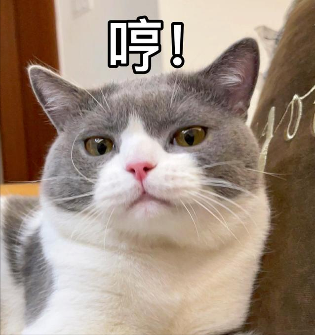 貓咪有這幾種特征，說明是“旺家貓”，養到就是賺到