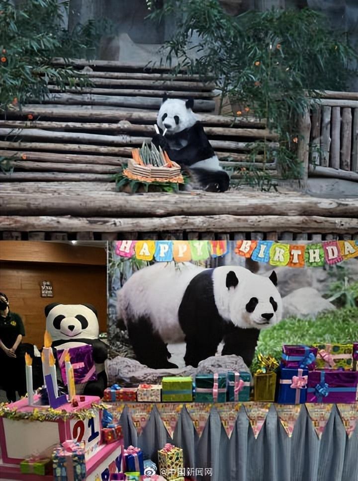 中领馆确认旅泰大熊猫林惠去世