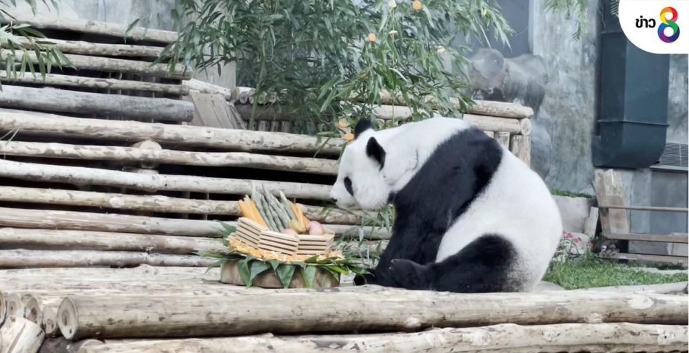 大熊猫 林惠 已确认死亡 曾长期用工业竹喂养,本可以10月回家