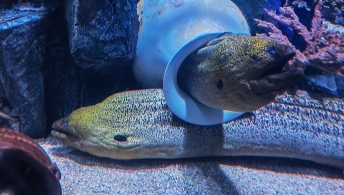 梦境之谜，揭秘昨天晚上梦见鱼背后的动物象征