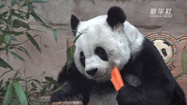 旅泰大熊猫林惠不幸离世,中泰专家将联合调查死因