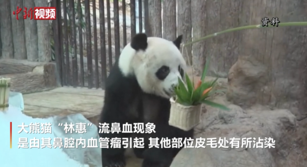 旅泰大熊猫林惠死因 阿里云回应被曝裁员约7 百度回应搜不到爱奇艺 早餐