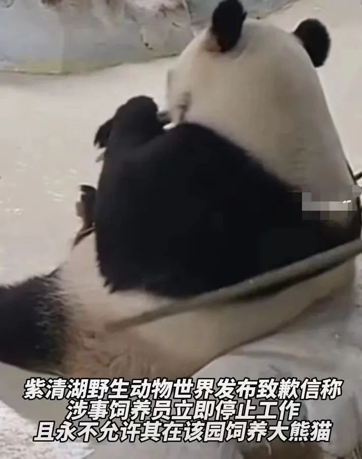 熊猫淘金正规吗？，熊猫淘金正规吗可靠吗？