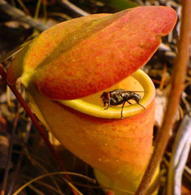 猪笼草为什么能吃小虫?自然界还有哪些食虫植物?