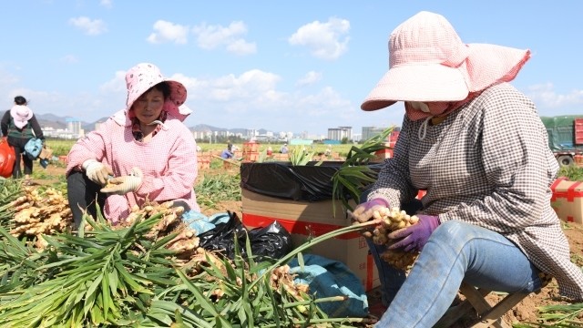 [南方生姜网-图片加载]