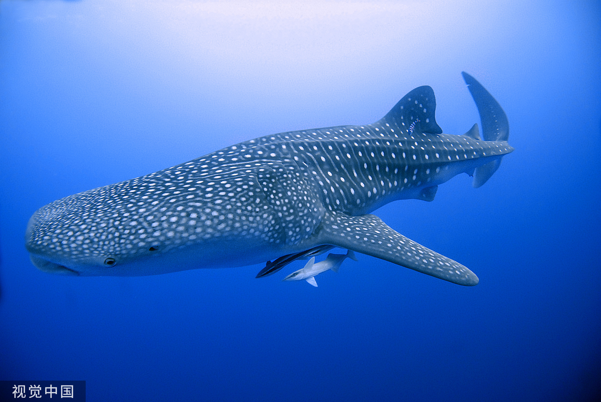 海洋中温柔的巨人：鲸鲨- 腾讯云开发者社区-腾讯云