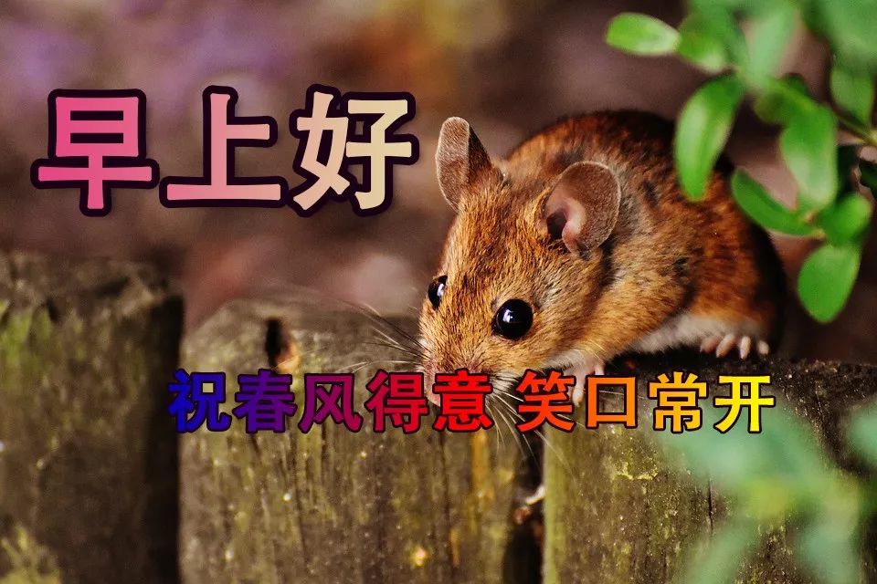 2019早上好表情图片大全 猪年祝福语动图早晨好