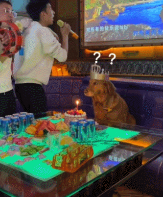小伙带金毛去ktv庆生跟朋友们开心唱歌狗子的反应却惹人笑