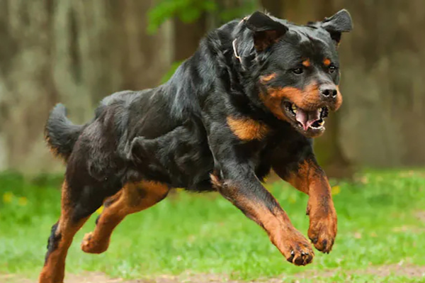 罗威纳犬性格图片