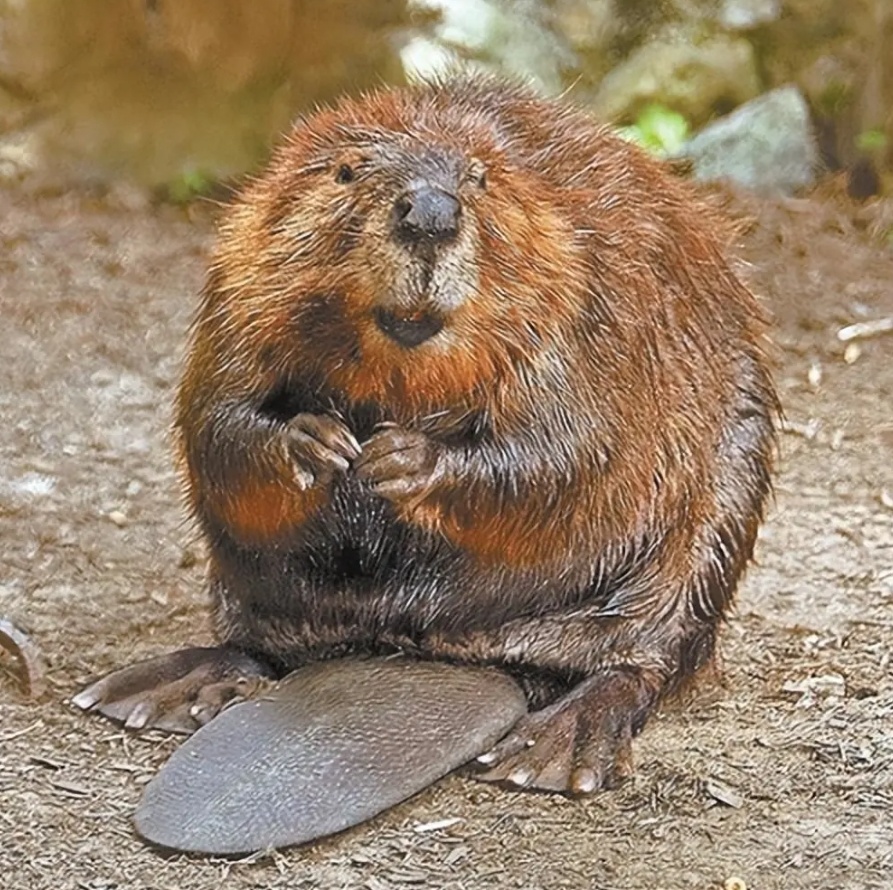 捷克"建水坝"拖延7年没开工,8只河狸2天就搞定,动物界建筑大师名副