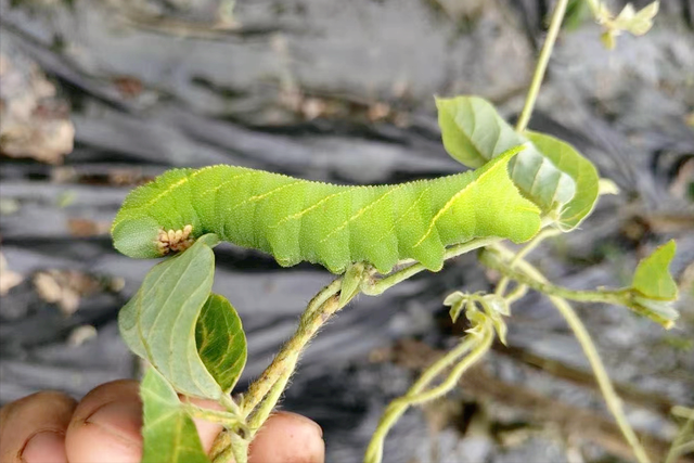 曾卖300元一斤,江苏豆丹今年6月又上市,价格仍然奢侈吗?