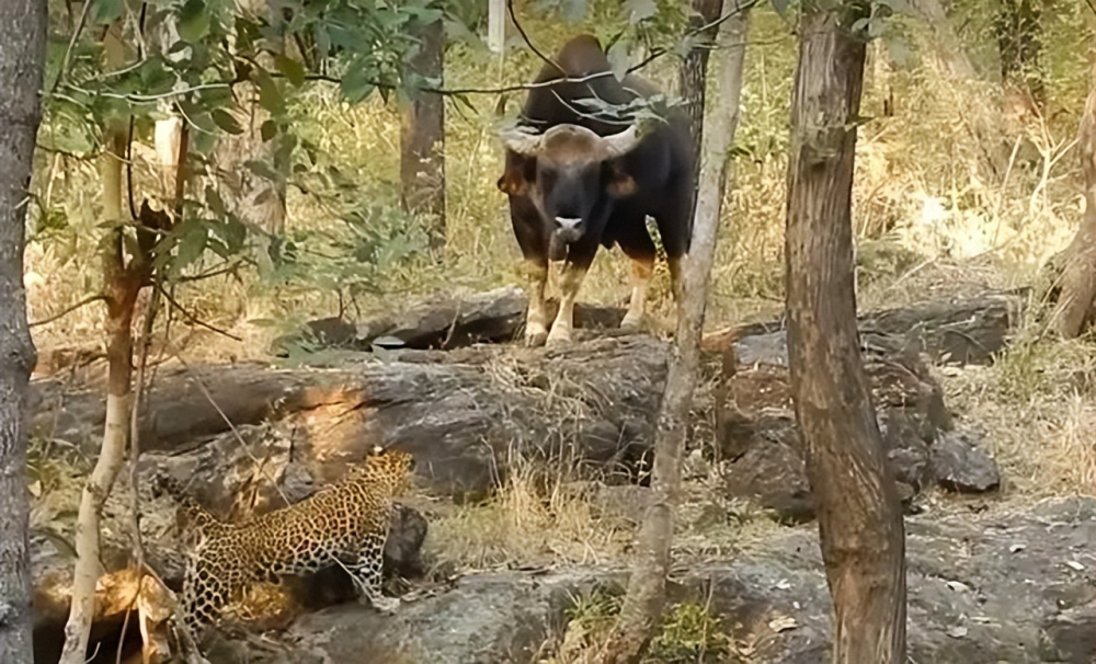12头白袜子野牛现身西双版纳,性情凶猛刚烈,居然老虎都怕它!