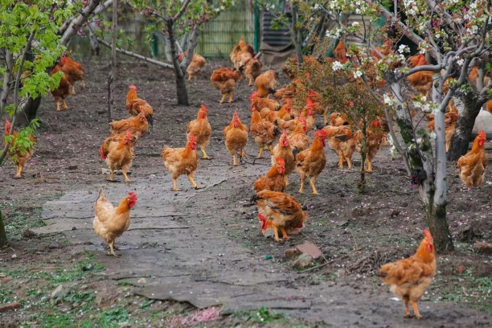 土鸡,就是人们口中的草鸡,因肉质紧实,味道鲜美,深受普通消费者欢迎.