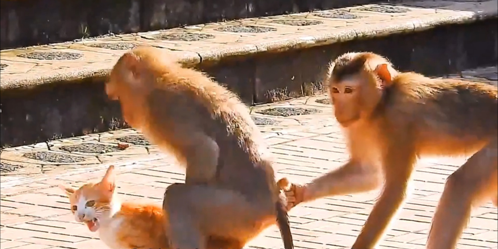 通辽又现动物园猴猫共栖官方无欺凌看开放环境猴猫共处才知真相