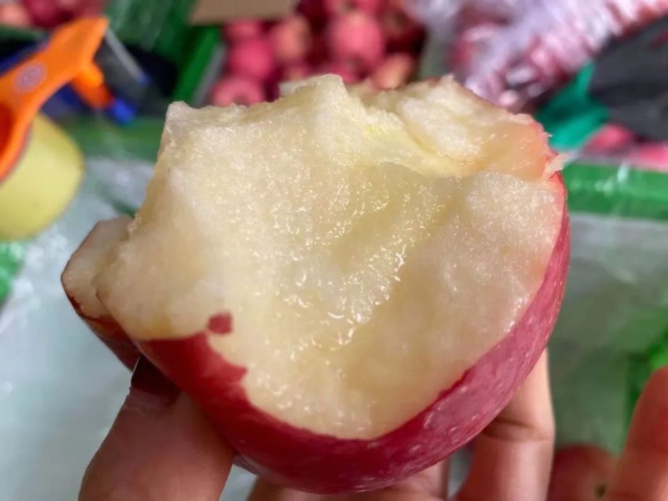 正宗洛川苹果下树啦!不打蜡带皮吃,多汁脆甜