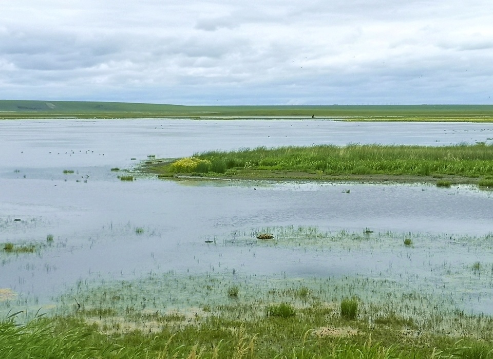 行摄大草原:辉河湿地