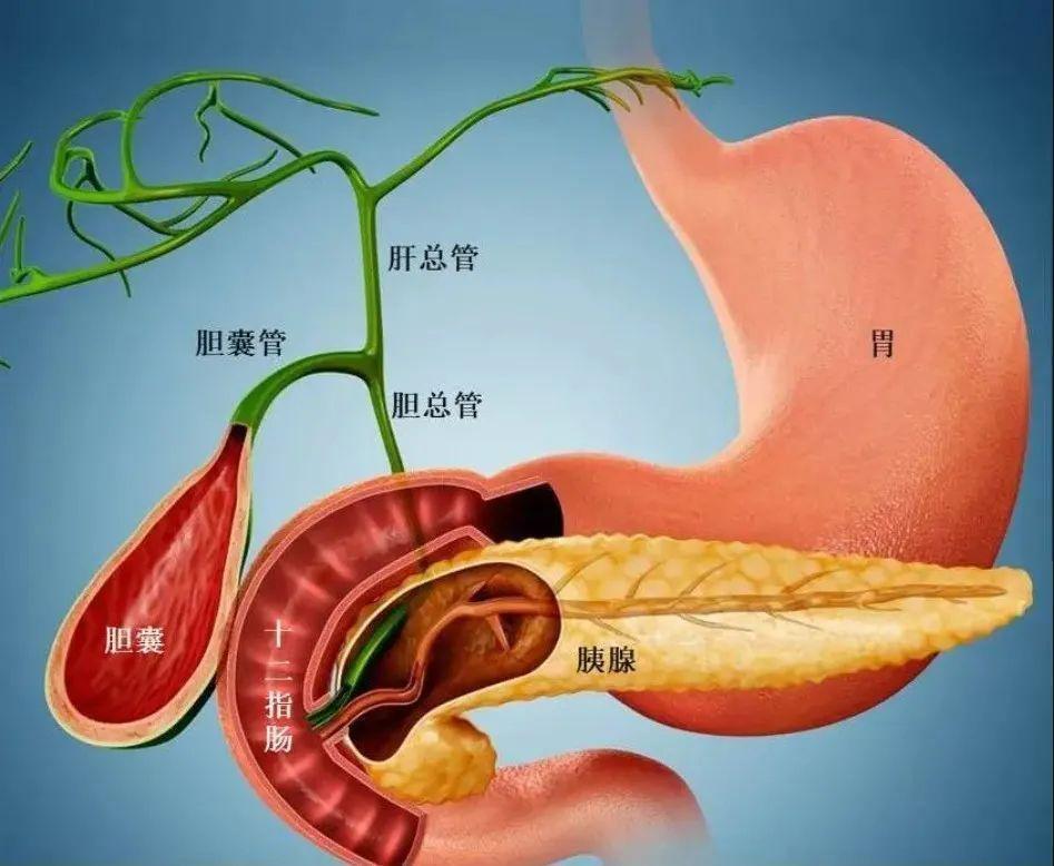 早期治疗十二指肠癌，生存率可达70%以上，出现5类症状，及时筛查_腾讯新闻